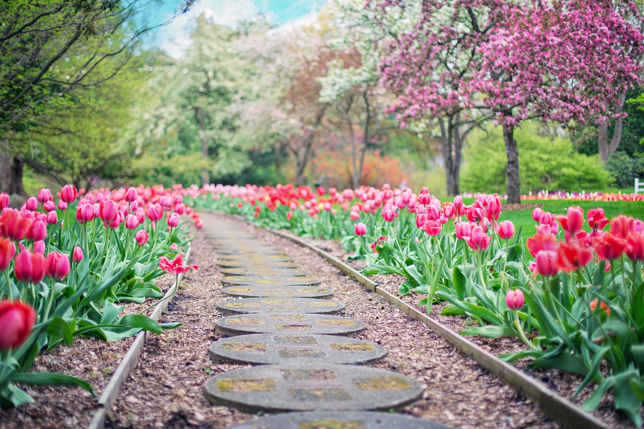 pathway, path, pink tulips